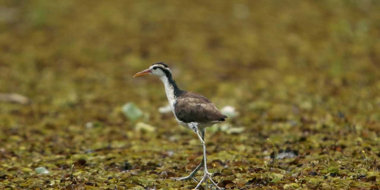 LA RIQUEZA DE LA BIODIVERSIDAD PANAMEÑA